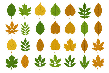 Obraz premium Assortment of deciduous tree leaves in vibrant green and warm autumn hues