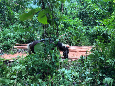 black workhorse grazes in a forest where loggers load heavy coconut lumber in a farm field.