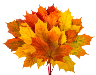 Vibrant autumn leaves arranged in a fan shape, isolated