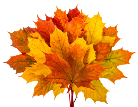 Vibrant autumn leaves arranged in a fan shape, isolated