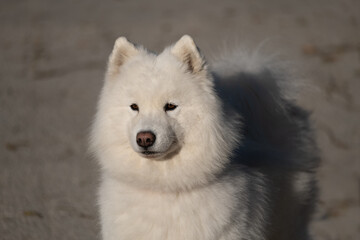 Samoyed dog in sunlight symbolizing winter strength and purity