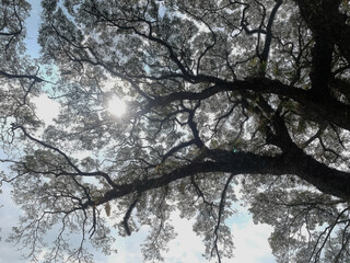 Sunlight Through Canopy of Majestic Tree Branches