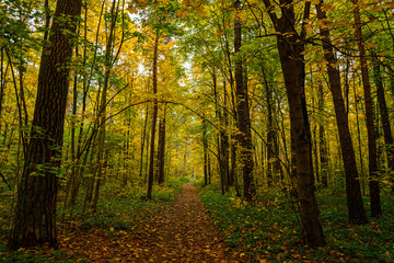 Forest path in autumn park covered with falling leaves. Beautiful woodland landscape during fall season for nature background.