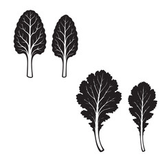 Cabbage Leaf Silhouette Vector Illustration Isolated on White Background