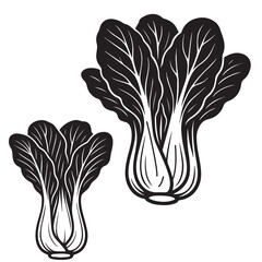 Chinese Cabbage Silhouette Vector Illustration Isolated on White Background
