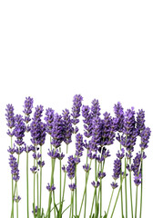 Obraz premium Numerous delicate purple lavender stalks with vibrant violet-purple flower spikes, dewy, in a photorealistic macro studio shot against a transparent background with copy space. Concept of natural