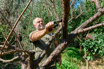 Gardener taking care of garden, pruning plum tree with scissors in the orchard.