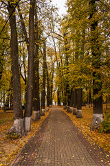Park alley with a paved footpath lined with tall trees displaying golden autumn foliage and fallen leaves on the ground, creating picturesque seasonal scene