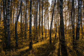 Sun setting through birch tree forest. Golden light illuminating autumn landscape in grove. Natural scenic view for wallpaper design.