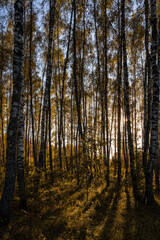 Fototapeta premium Sun setting through birch tree forest. Golden light illuminating autumn landscape in grove. Natural scenic view for wallpaper design.