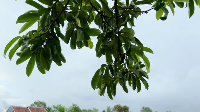Overhanging branches of Soursop tree (Annona muricata) leaves sway gently against a bright, hazy, overcast sky above a village rooftop.