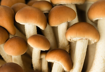 background of honey mushrooms close-up