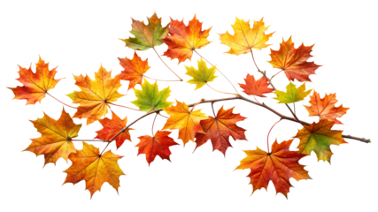 Maple branch adorned, with vibrant scattered autumn leaves in shades of red orange yellow and green, cutout, PNG, isolated on white or transparent background, AI
