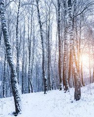 Fototapeta premium Birch grove after a snowfall on a winter cloudy day. Birch branches covered with snow.