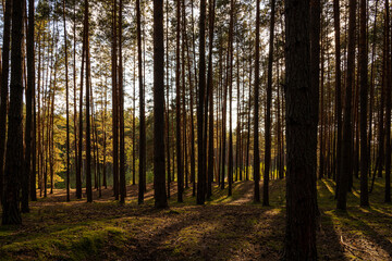 Sunrise or sunset in tall pine forest with long shadows on mossy ground. Nature landscape for tranquility and wilderness.
