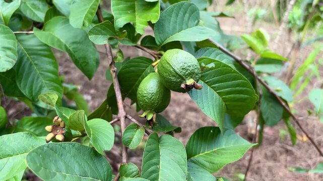 Two small, green, unripe guavas (Psidium guajava) hang on a branch, surrounded by large leaves in a tropical garden setting.