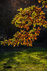 Astley Park, Chorley, Lancashire, UK