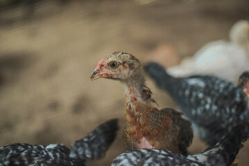 Close-up view of a curious young chicken in a flock exploring its surroundings