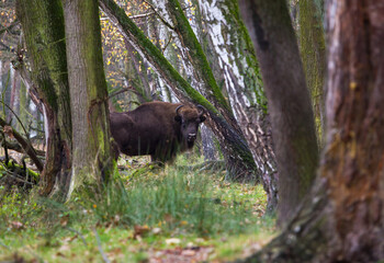 Stado żubrów w jesiennym lesie Pszczyny Jankowic Polska © kubikactive