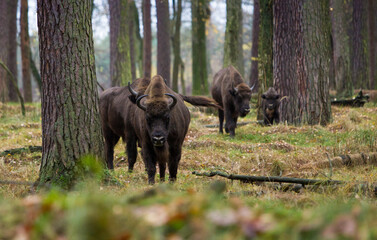 Stado żubrów w jesiennym lesie Pszczyny Jankowic Polska © kubikactive