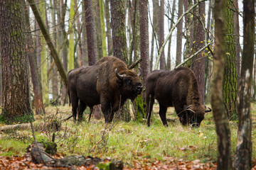 Stado żubrów w jesiennym lesie Pszczyny Jankowic Polska