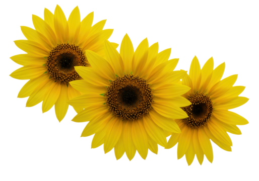 Isolated Sunflowers in Bloom in Studio Light, Bright Yellow Petals, Floral Arrangement