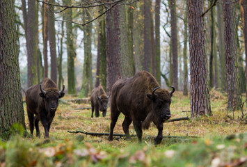Stado żubr&oacute;w w jesiennym lesie Pszczyny Jankowic Polska