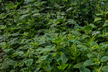 Obraz premium Lush Green Amaranth Field Cultivation for Sustainable Farming Practices
