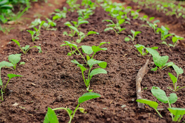 Young vegetable sprouts in a garden row showing growth and cultivation efforts