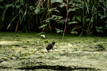 baby moorhen chick bird in the water