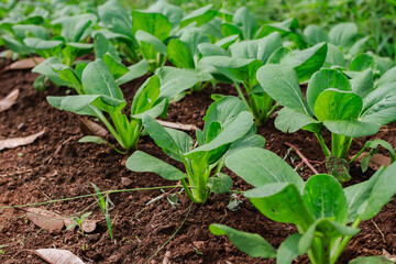 Organic bok choy plantation field agriculture in the tropical farmland view