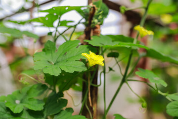 Delicate blooms of the bitter gourd plant showcasing vibrant yellow petals