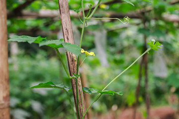 Close-up of a bitter gourd vine clinging to bamboo with yellow flower blooming