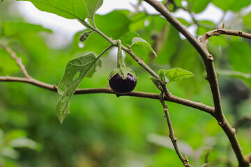 Close up shot of a single eggplant hanging on a branch in a vibrant garden