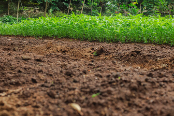 Lush green vegetable field thrives atop rich brown soil under natural sunlight