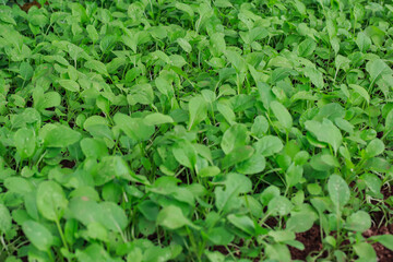 Lush green leafy vegetables flourishing in a fertile agricultural field view