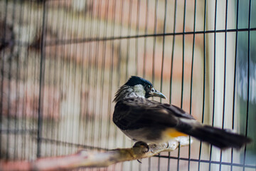 Captive beauty bird perched inside cage serene birdwatching scene pet bird