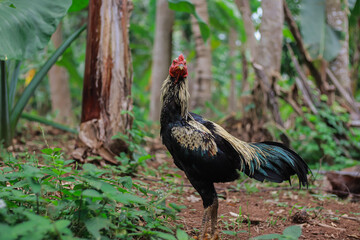 Rooster in a tropical setting showcasing vibrant feathers and natural environment