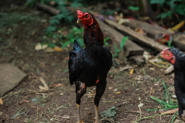 Majestic rooster portrait in a natural farm setting displaying its bold colors