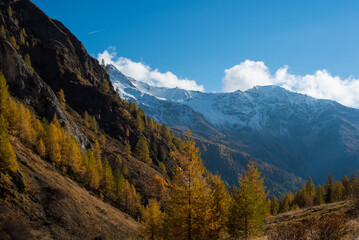 Snow-Capped Mountains and Yellow Autumn Forest in the Alps