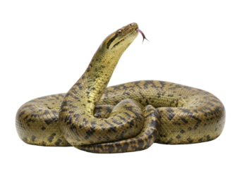 Isolated Yellow Anaconda, with its tongue sticking out, against a neutral backdrop, portrait