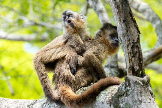 A mother and child tufted capuchin, also known as black-capped capuchin or brown capuchin or macaco-prego  (Sapajus apella) in a tropical forest from South America. Monkey in the rain forest. COP 30