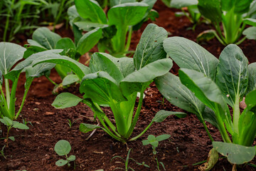 Cultivating Fresh Bok Choy Greens A Vibrant Garden Scene of Healthy Produce