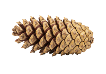 Isolated Spruce Tree Cone, Close-up of an Evergreen Seed Pod on Plain Background