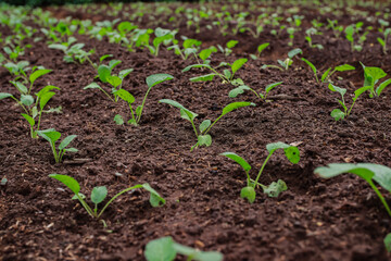 Rows of Young Plants Sprouting in Rich Soil at an Organic Vegetable Garden