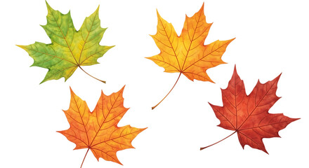 Obraz premium Four colorful maple leaves in different autumn colors isolated on transparent background