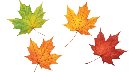 Four colorful maple leaves in different autumn colors isolated on transparent background