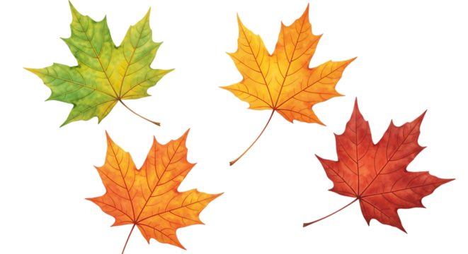 Four colorful maple leaves in different autumn colors isolated on transparent background