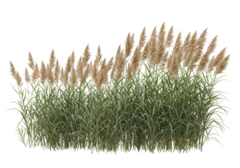 Isolated ornamental pampas grass in a clump for use in garden design or landscape design