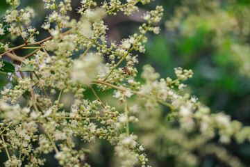 Close up of longan flowers blooming with bee pollinating in the garden scene